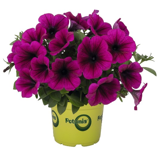 Potunia® Purple
