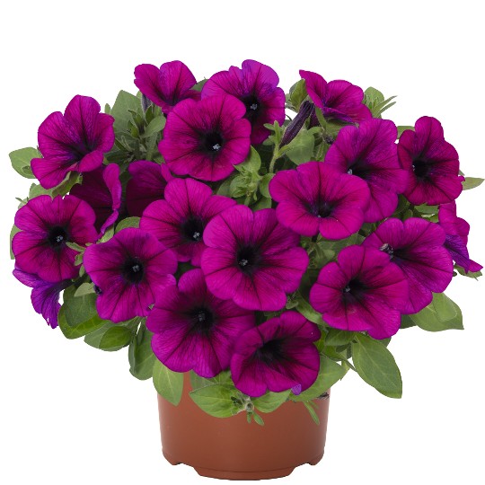 Potunia® Purple 2027