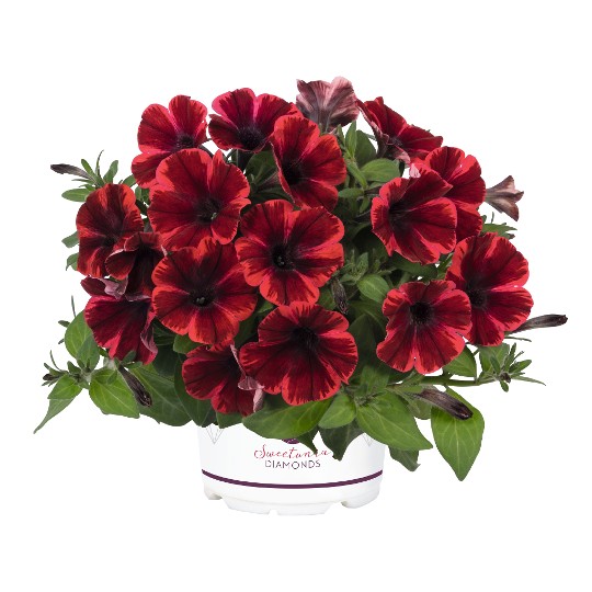 Sweetunia Fiona Flash