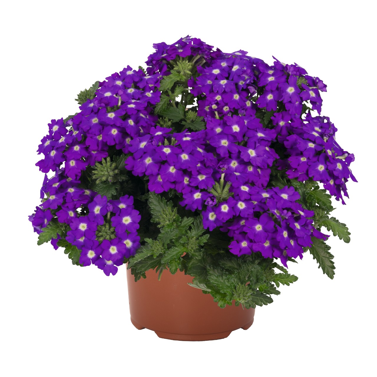 Empress® Sun Kiss Blue Charme - Products - Dümmen Orange