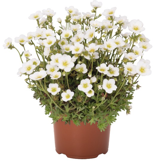 Scenic White
