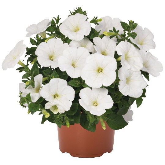 Sweetunia White