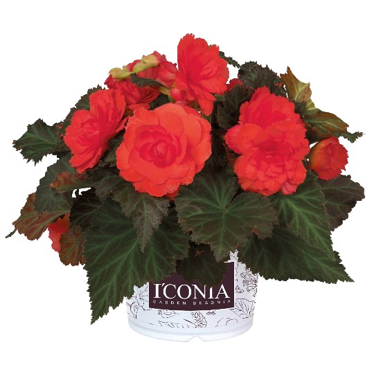 I'CONIA® Portofino Hot Coral
