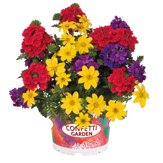 Confetti Garden® Sylvester