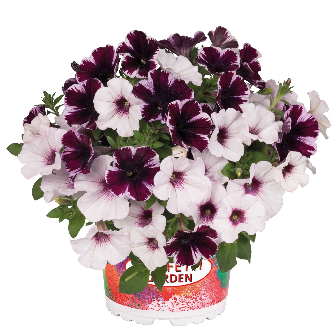Confetti Garden® Marvelous Orchid