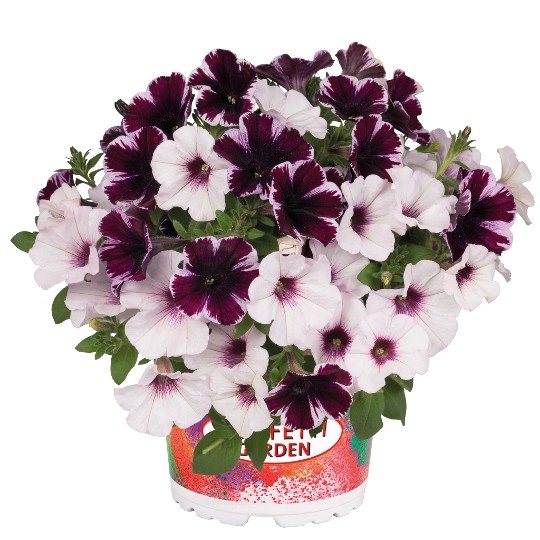 Confetti Garden® Marvelous Orchid
