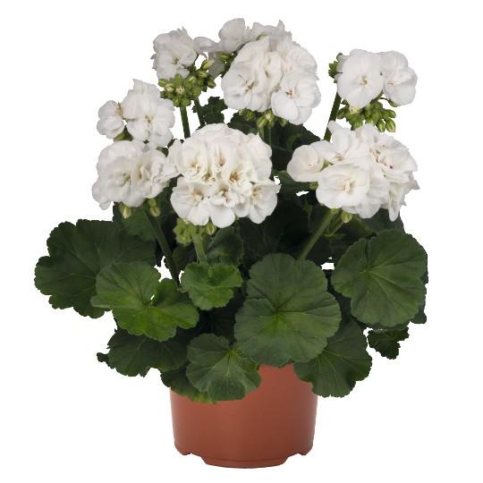 Green Idols White