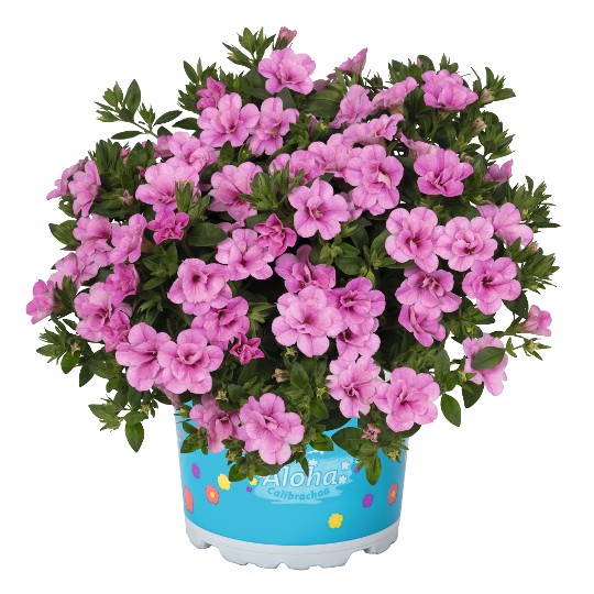 Aloha Double Soft Pink