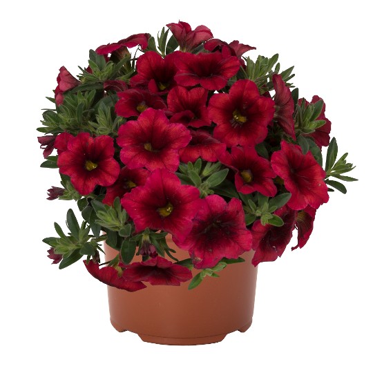 Bloomtastic Cherry