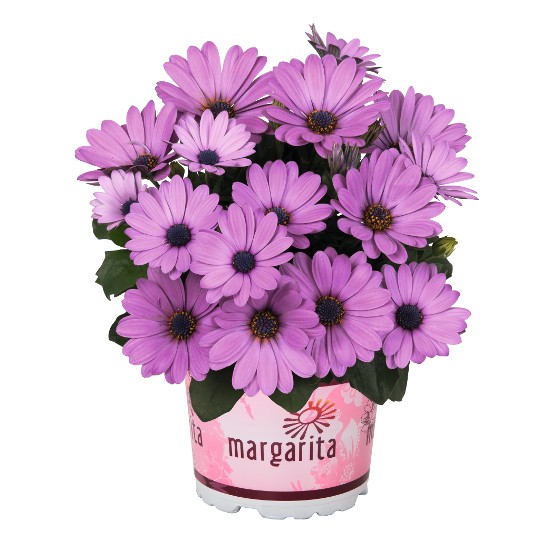 Margarita Lilac