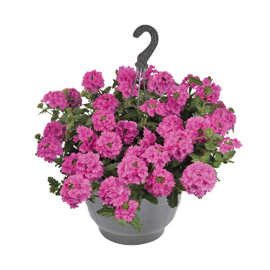 Empress® Sun Pink 2025