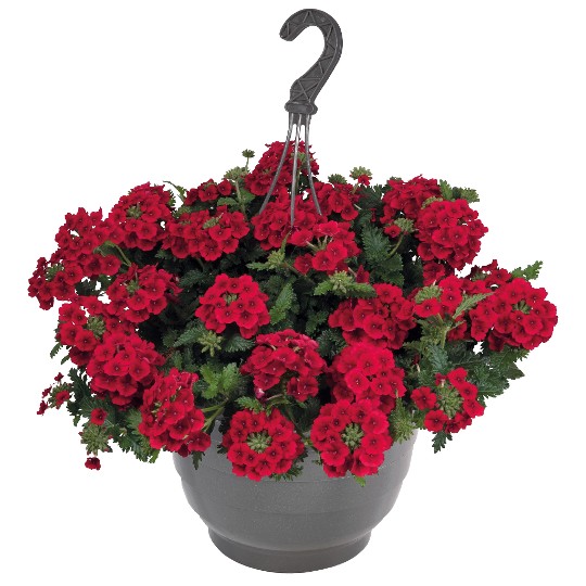 Empress® Sun Red