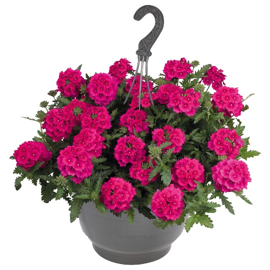 Empress® Sun Cherry