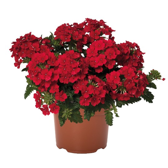 Lindolena Red