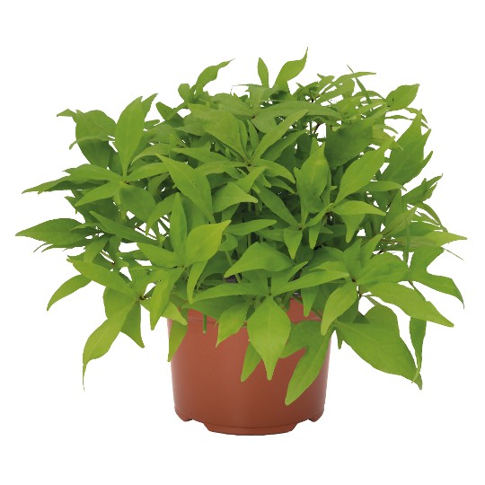 FloraMia Limon