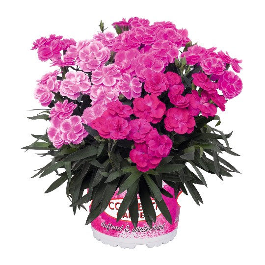 Confetti Garden® Pink Panther