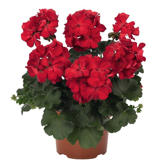 Sarita® Dark Red