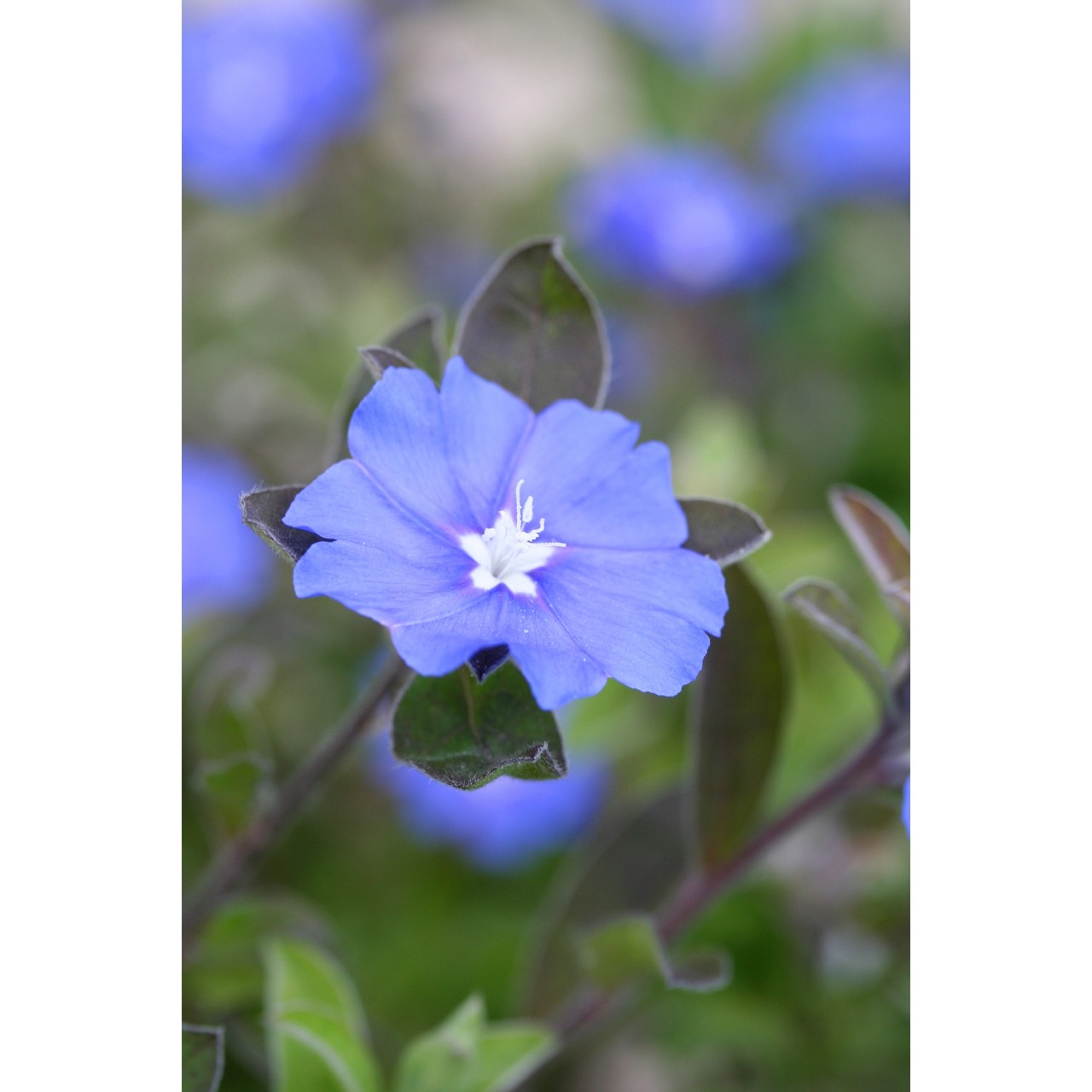 Hawaiian Blue Eyes - Products - Dümmen Orange