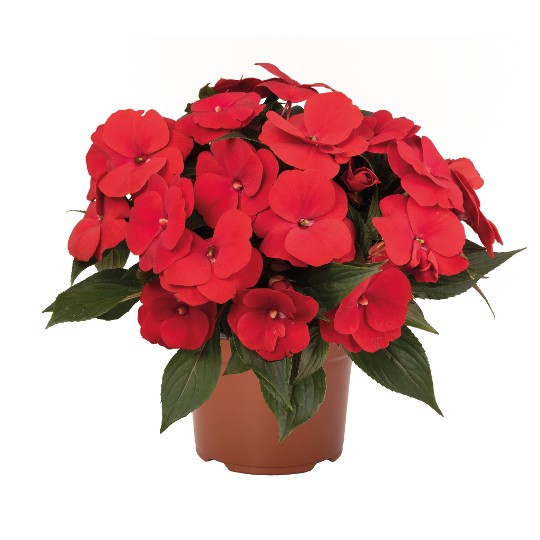 Petticoat® True Red