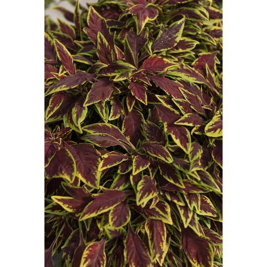 Stained Glassworks® Le Freak