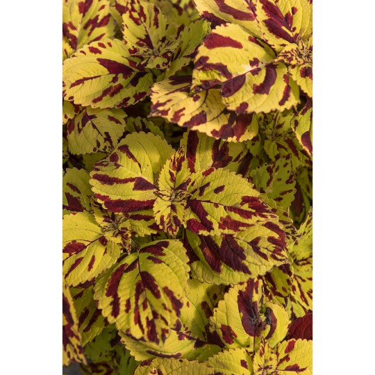 Stained Glassworks® Presidio