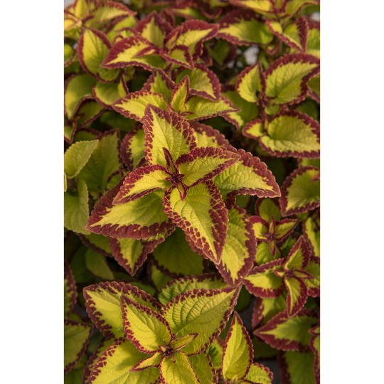 Stained Glassworks Velvet