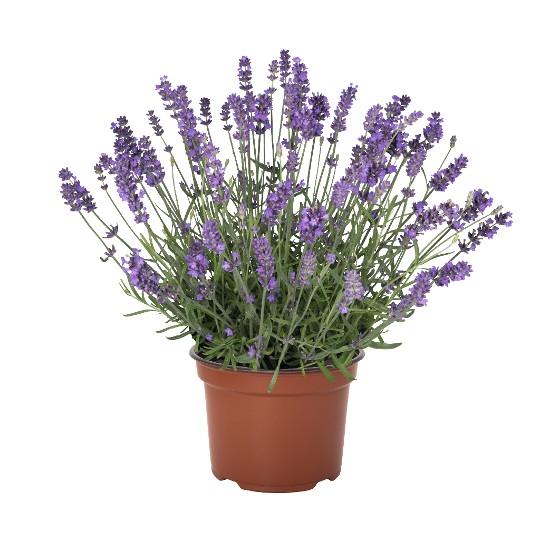 La Diva Spirit Purple Blue