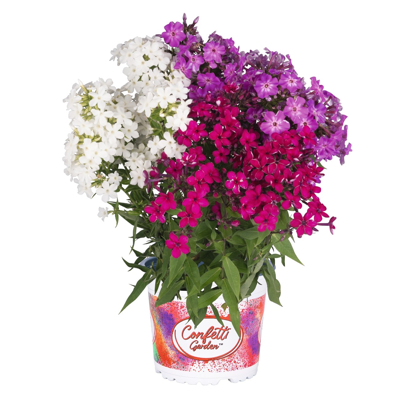 Confetti Garden™ Spring Love