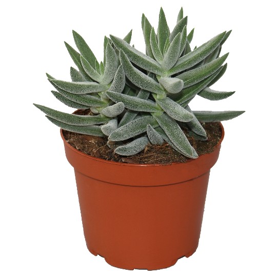 Crassula Bling