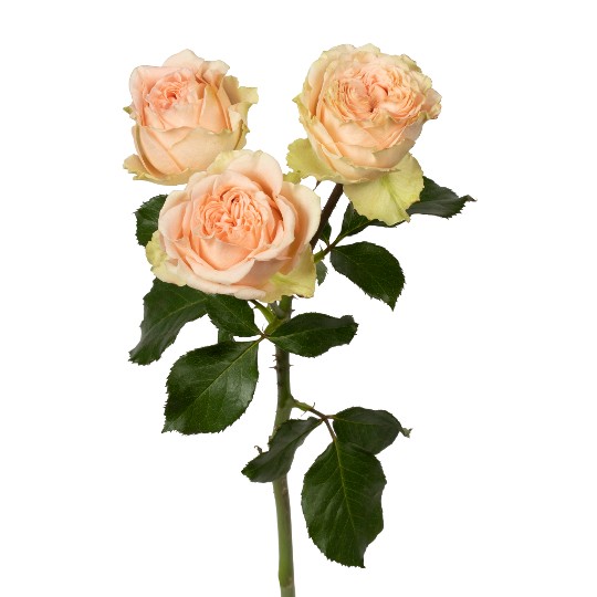 4-Good® Weddings+