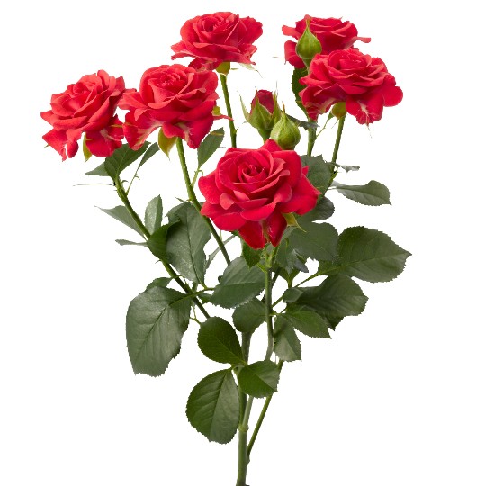 4-Good® Red+