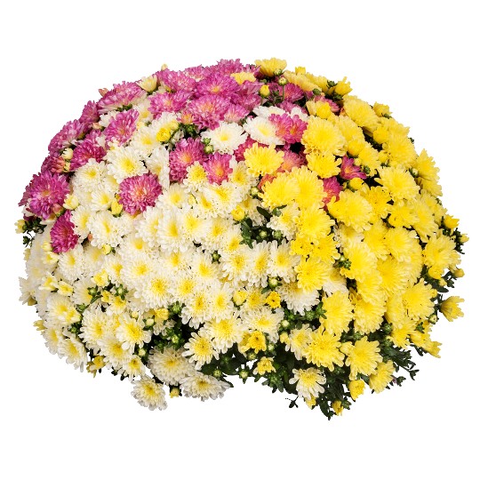 Confetti Garden Leo
