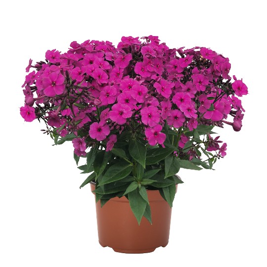 Early® Magenta