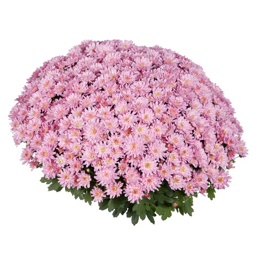 Flair Pink