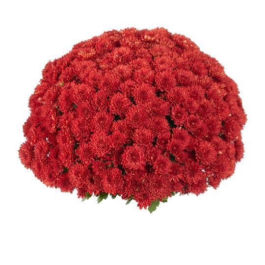 Chili Red (SB Chili Red)