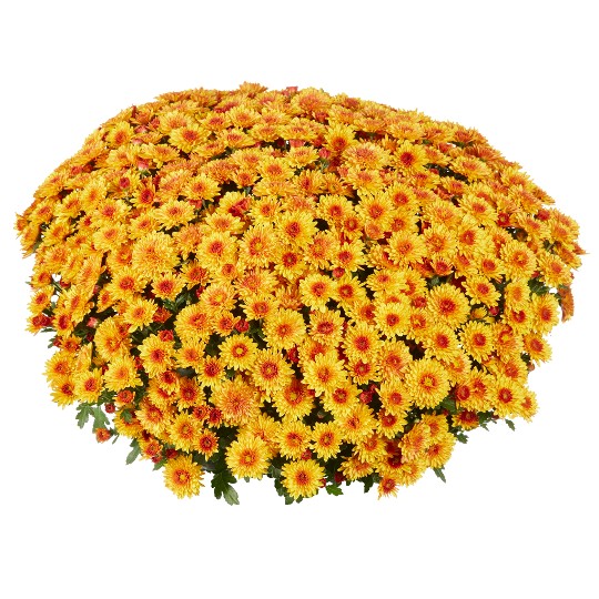 Lively Orange Bicolor