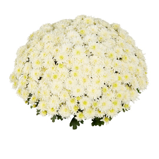 Homerun White