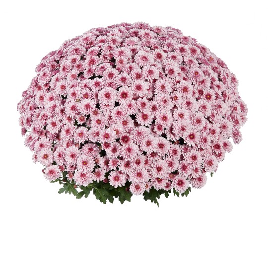 Banquet Pink Bicolor