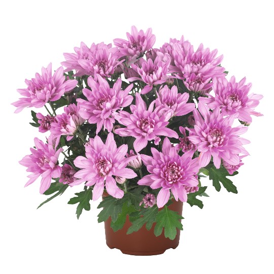 Chrystal Pink