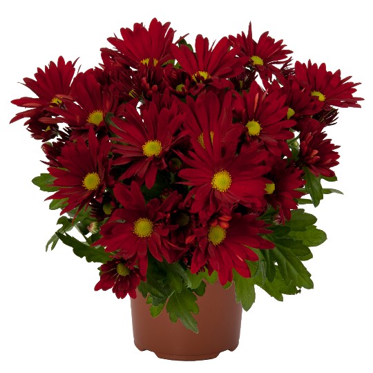 Breeze Dark Red