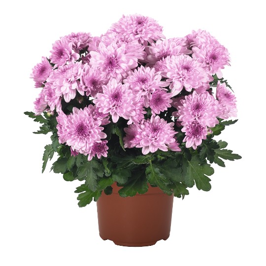 Chrystal Pink Flair