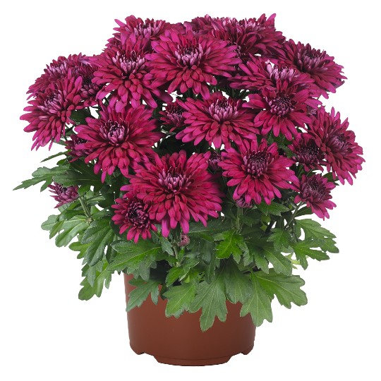 Chrystal Purple