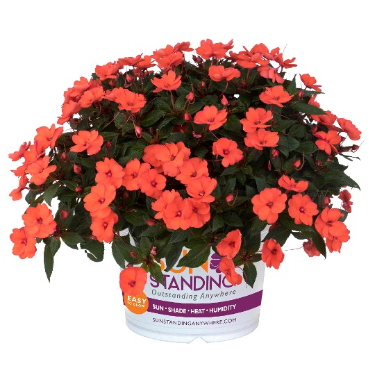 SunStanding® Helios Coral Aurora