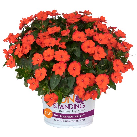 SunStanding® Orange Aurora (H)