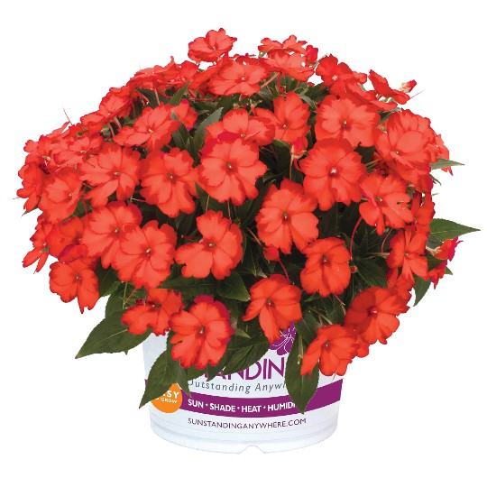 SunStanding® Helios Orange