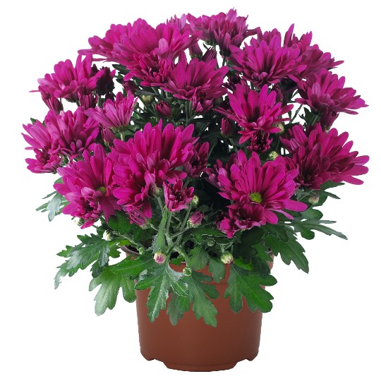 Breeze Cassis