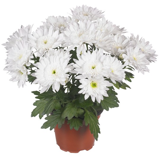 Splash Pure White
