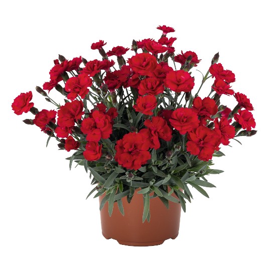 Cliff Red