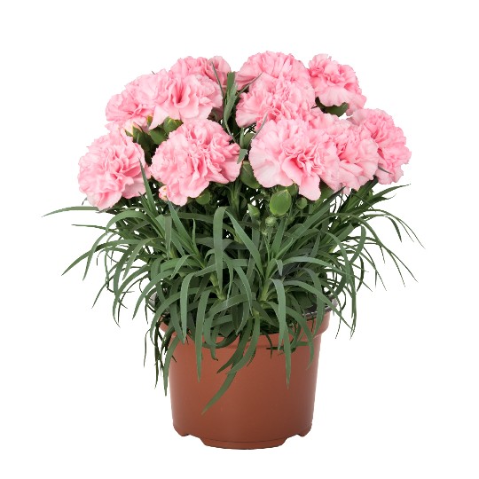 Menorca Pink