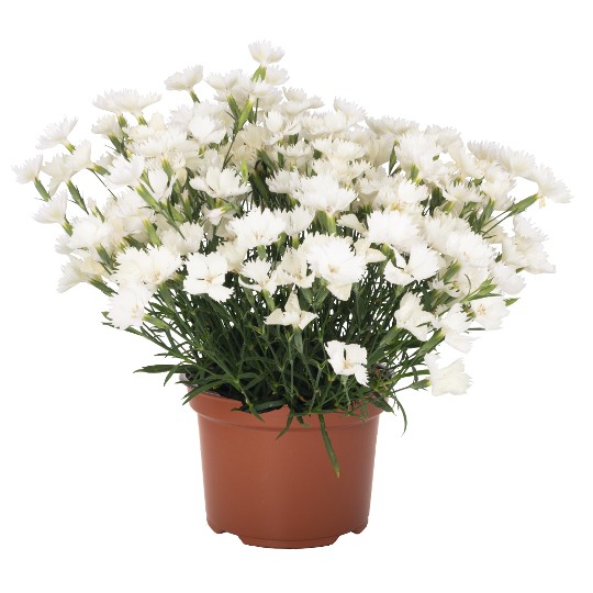 Rock White